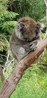 Chilled out koala