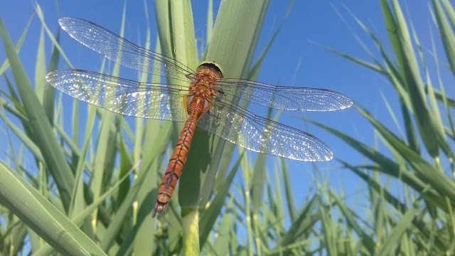 Mazury Dragonfly 1